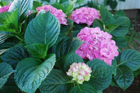 Pink hydrangea blossoms among lush green leaves in a garden bed