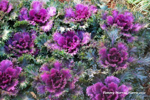 Purple flowering ornamental plants filling the frame in a garden bed