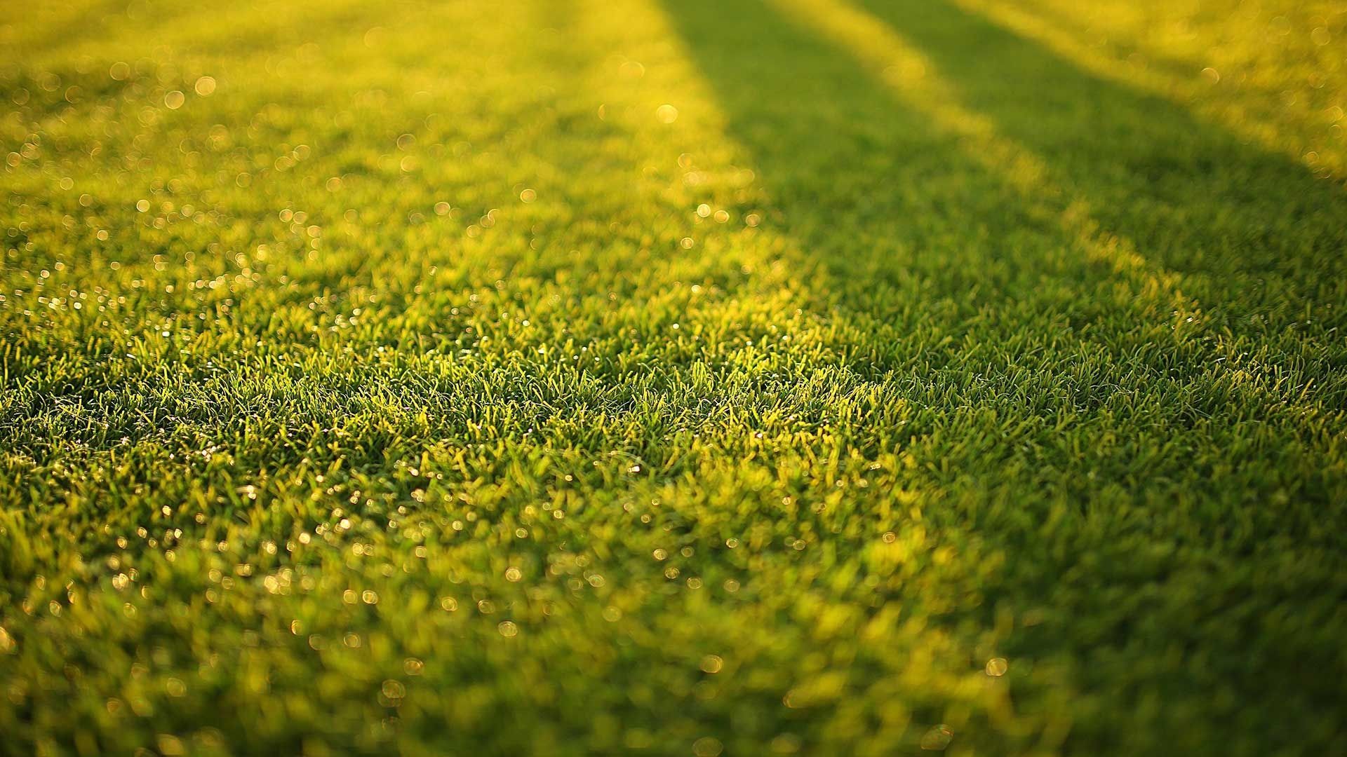 Sunlit green grass with long shadows across a lawn
