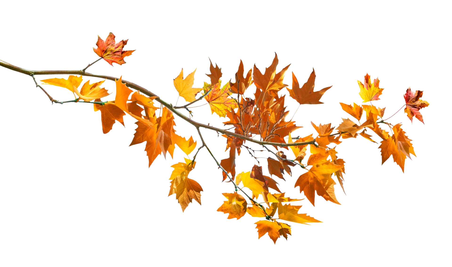 Orange autumn leaves on a bare branch against a white background