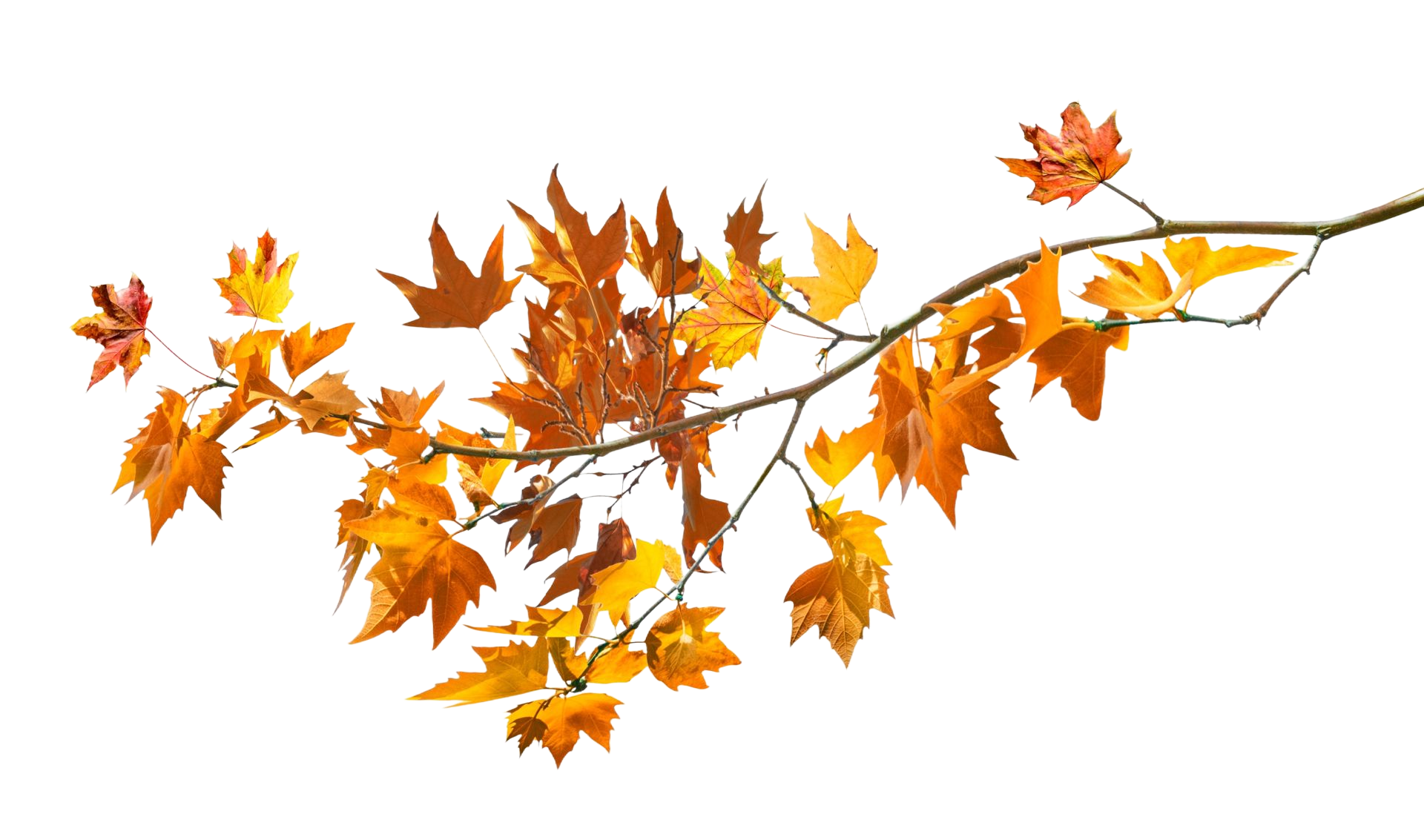 Orange autumn leaves on a thin branch against a white background