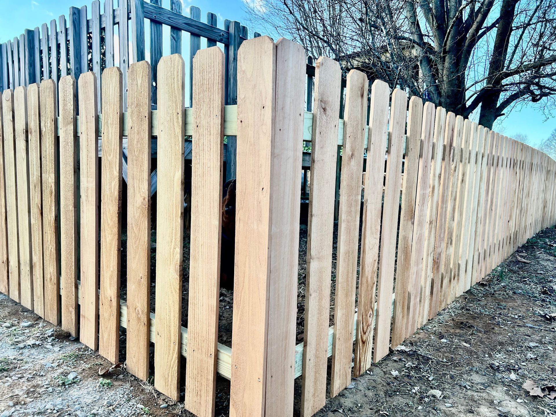 Light wood privacy fence with pointed slats beside a blue metal fence in a dirt yard