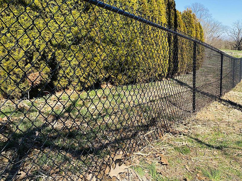 Black chain-link fence along a grassy path beside dense green shrubs under a clear sky