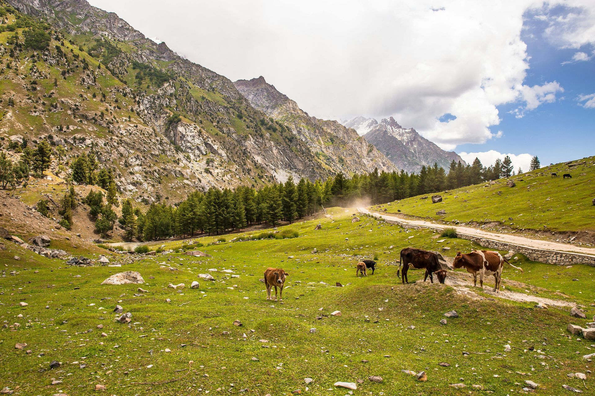 Cows graze on a green meadow, with a dirt road and mountains in the background under a cloudy blue sky.