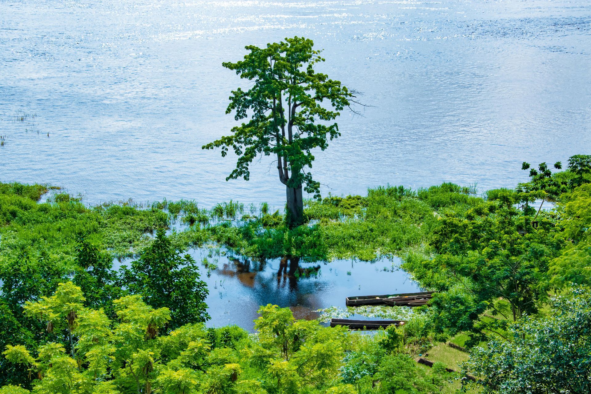 Tree in a flooded area, surrounded by green plants, with a body of water and blue sky in the background.