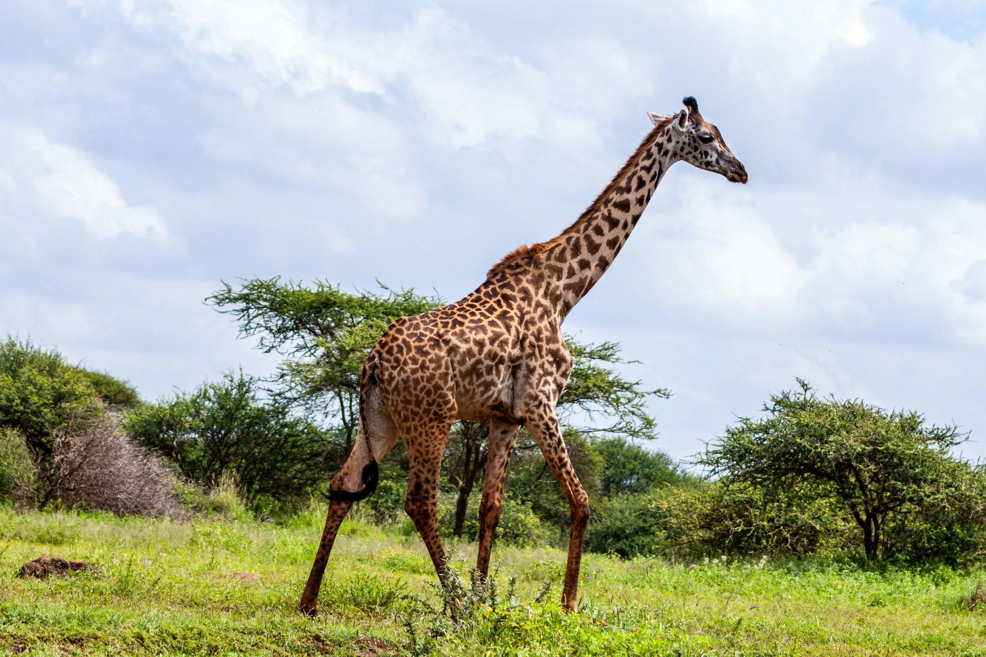 Giraffe walking in grassy field with trees, under a cloudy sky.