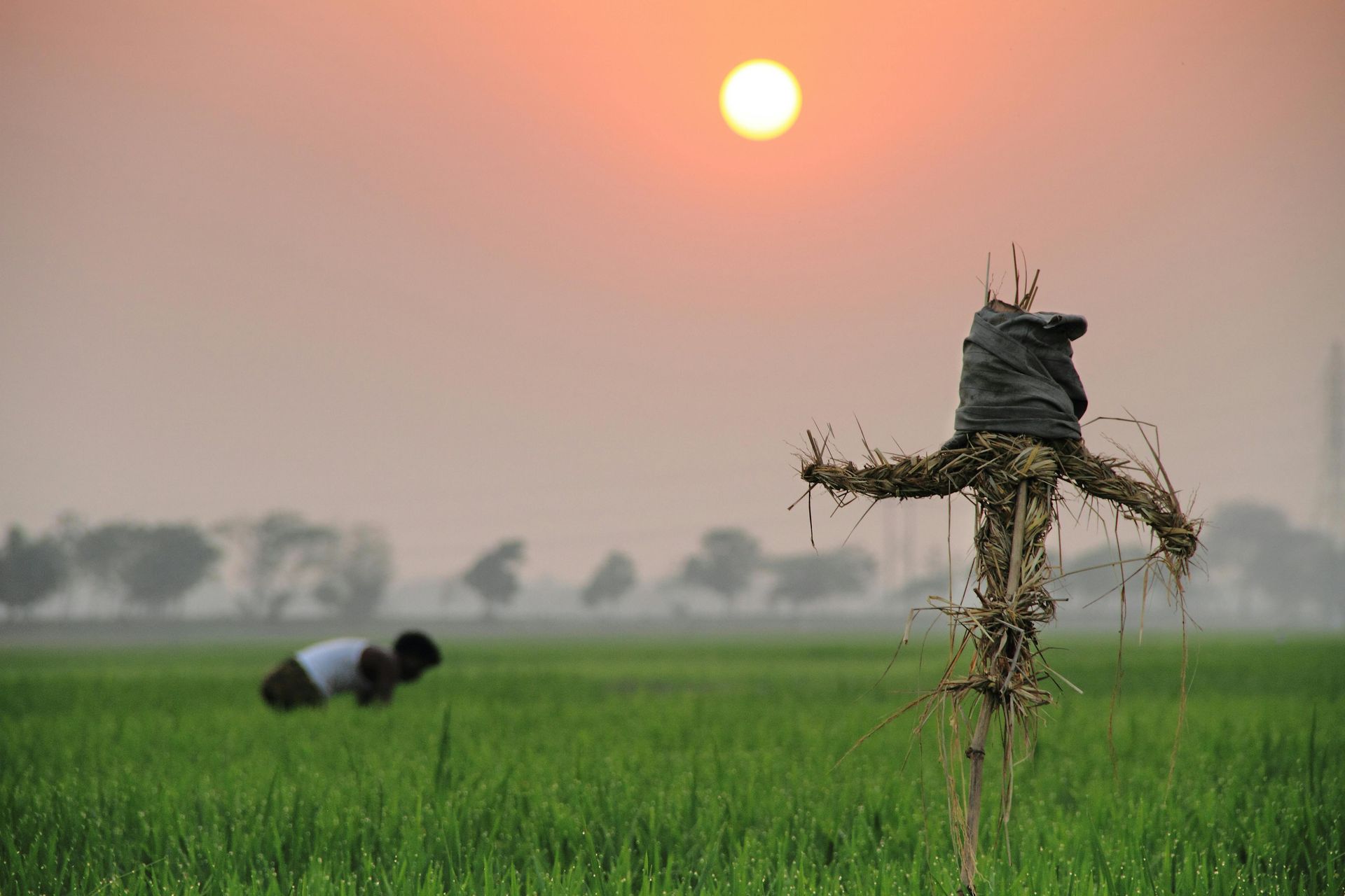 Scarecrow in a field at sunset with a farmer working in the distance.