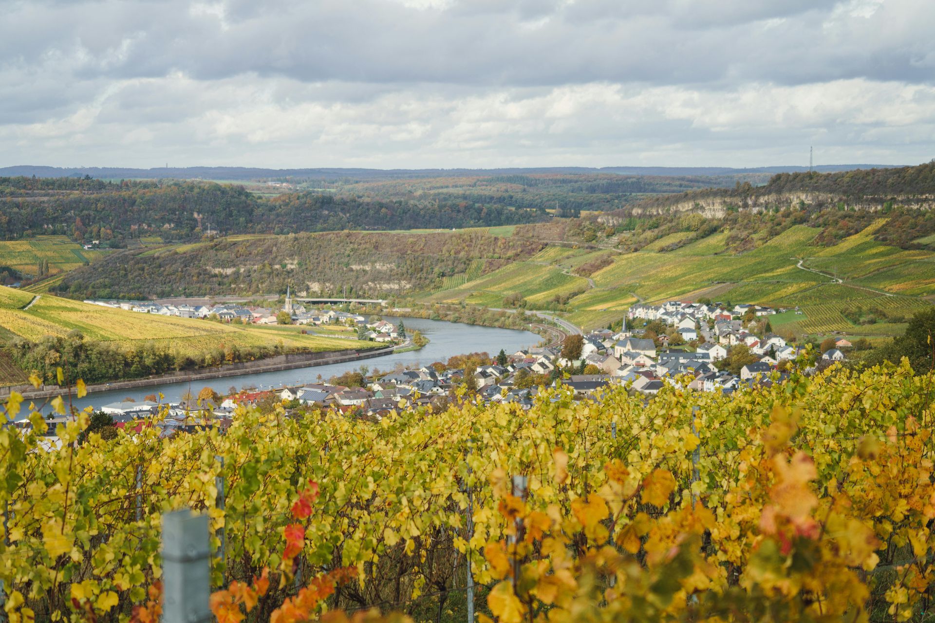 Vineyard overlooking a river winding through a valley town. Yellow and green foliage under cloudy skies.