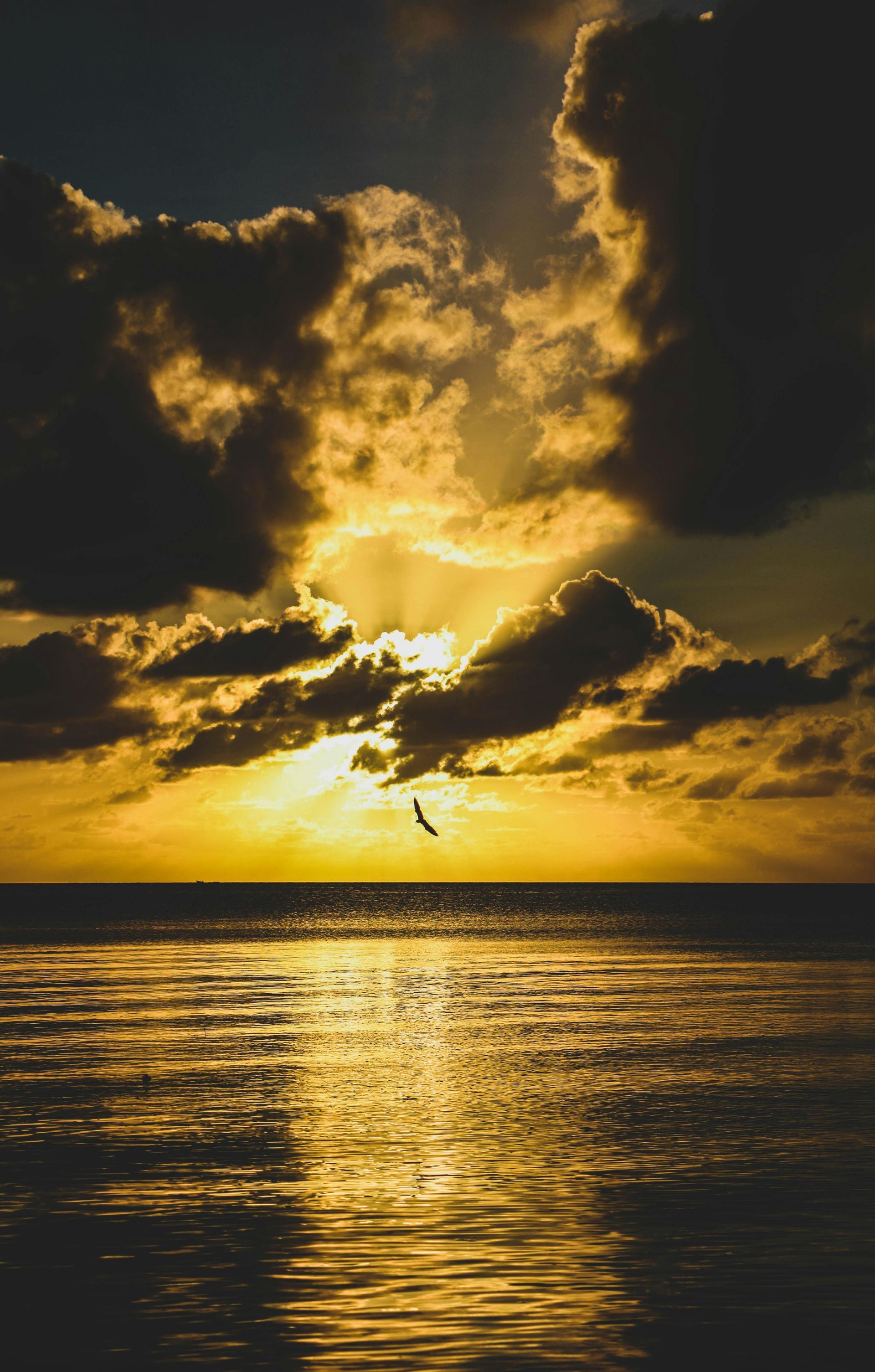 Sunset over ocean with golden sunlight reflecting on water; bird flying.