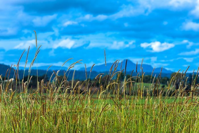 Field Of Tall Grass With Mountains In The Background On A Sunny Day — Richmond Valley Tyres In Tabulam, NSW