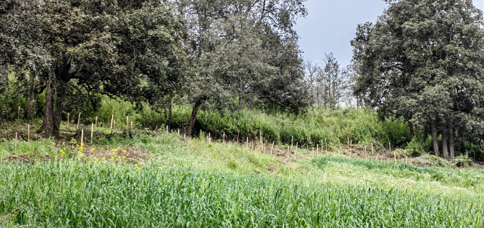Campo de hierba con árboles y arbustos bajo un cielo nublado