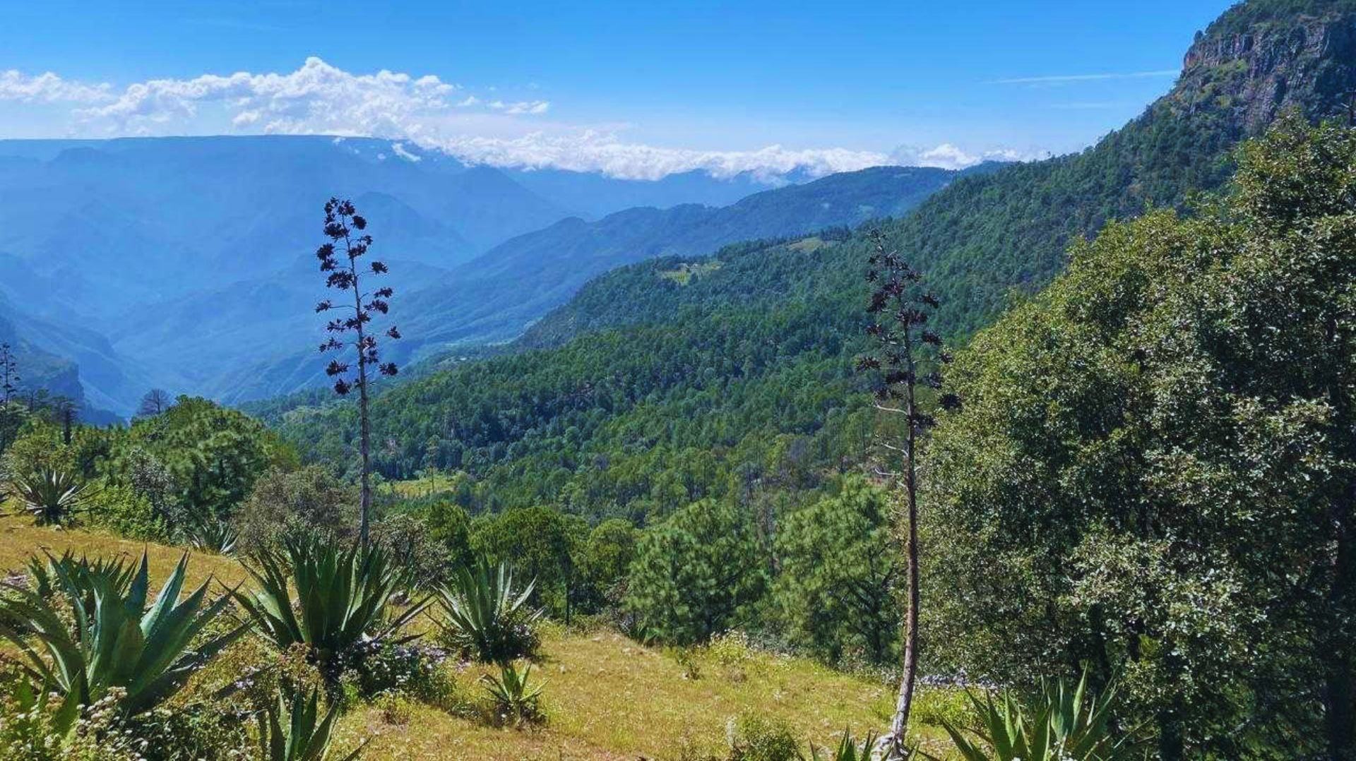 Paisaje montañoso exuberante y verde con crestas azules, nubes distantes y un cielo brillante y despejado.