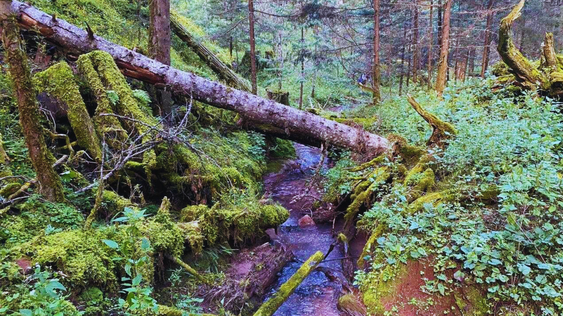 Un arroyo forestal cubierto de musgo serpentea bajo un tronco caído, rodeado de exuberantes helechos y árboles verdes.