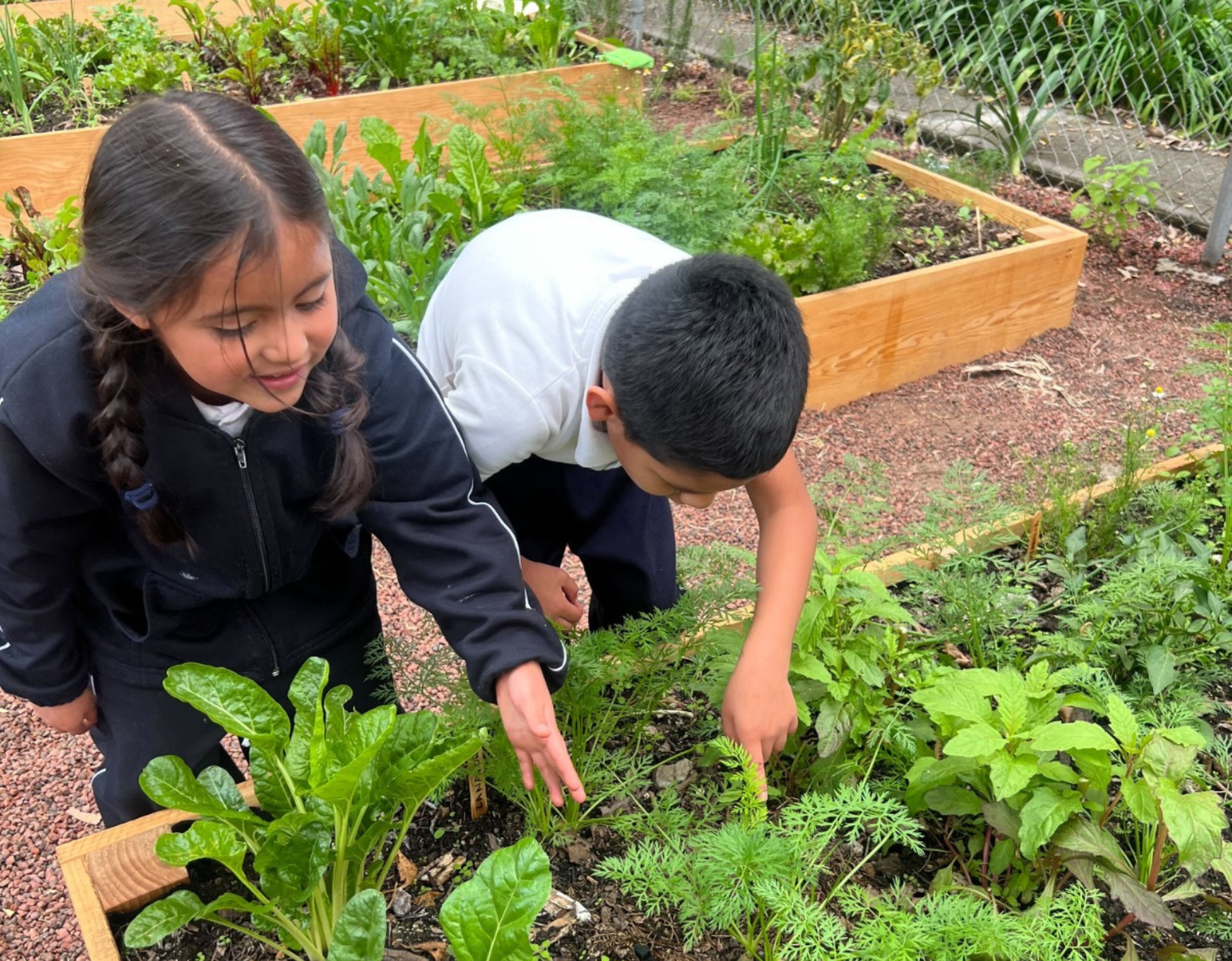 Dos niños están agachados en un jardín, cuidando plantas de hojas verdes en parterres de madera elevados.
