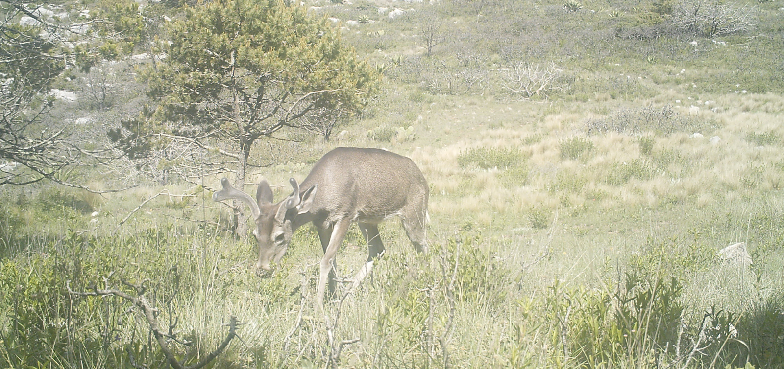 Una cierva pastando en un campo de hierba con un cervatillo cerca en una pradera brumosa.