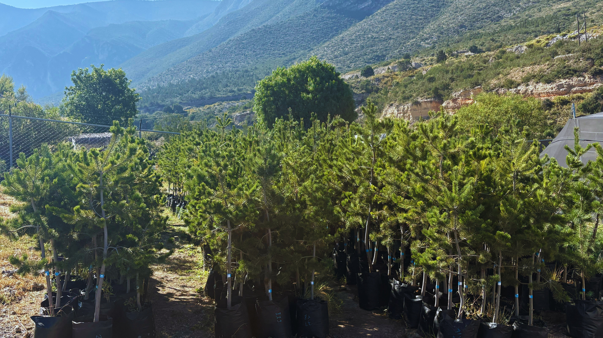 Valle de montaña con frondosos árboles verdes y colinas azules a lo lejos bajo un cielo despejado.