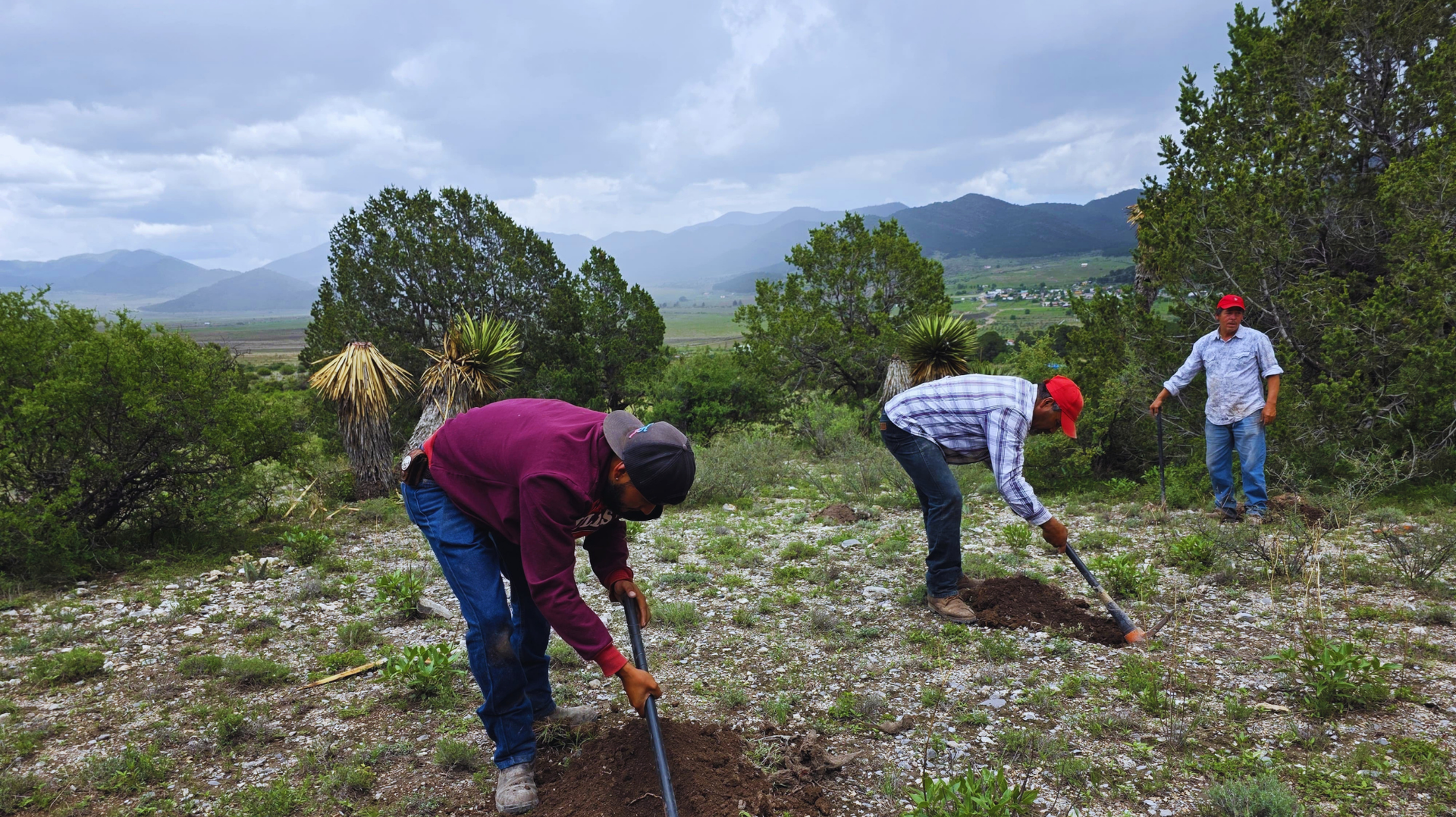 Gente limpiando maleza en un campo con azadas, montañas y cielo nublado al fondo.