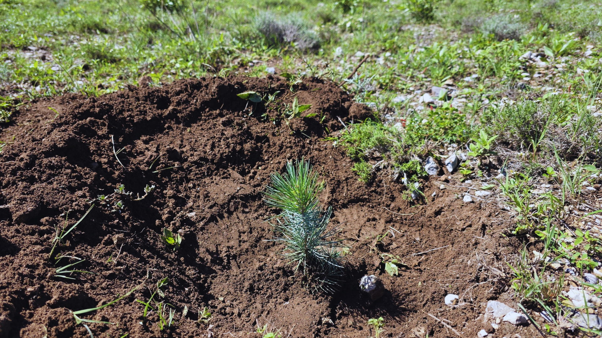 Montículo de tierra recién excavada con una pequeña planta verde en un campo de hierba.