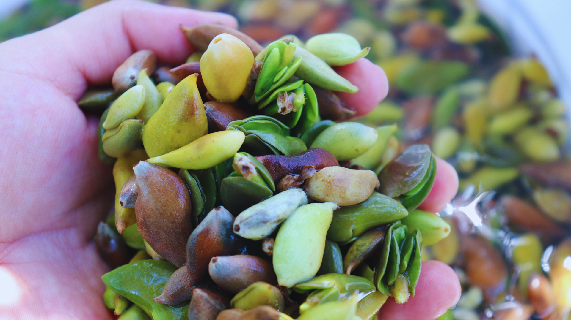 Una mano sosteniendo pistachos verdes y morados, con más pistachos al fondo.
