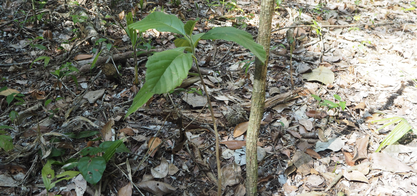 Un arbolito joven con hojas verdes que crece en el suelo seco del bosque.