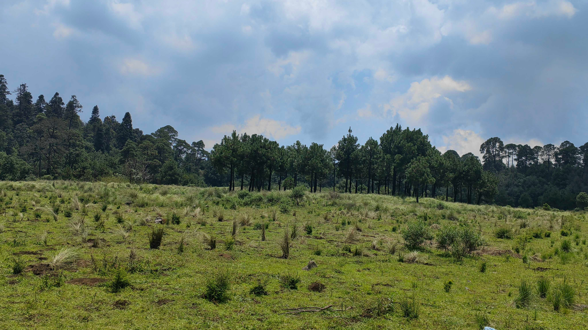 Campo de hierba con arbustos dispersos, una hilera de árboles y un cielo nublado al fondo.