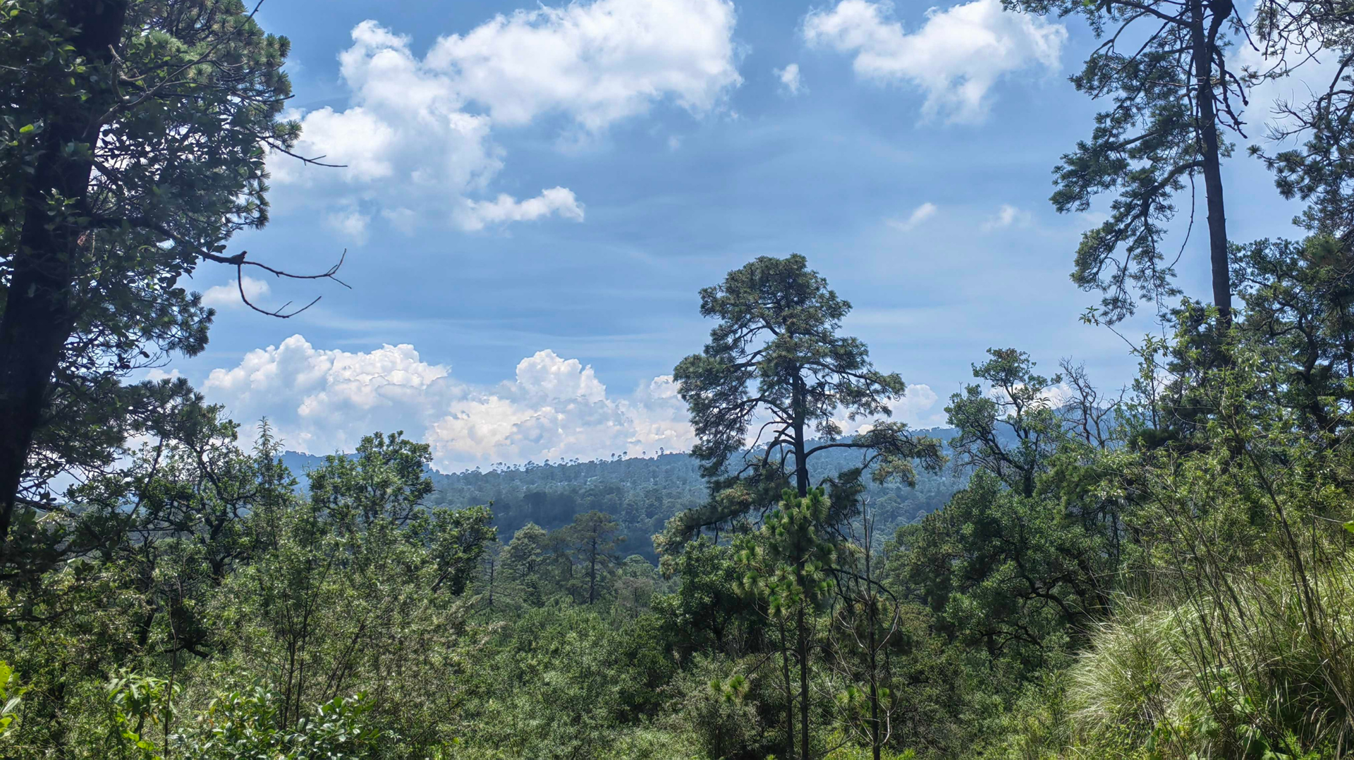 Un frondoso bosque verde bajo un cielo azul con nubes dispersas y colinas a lo lejos.