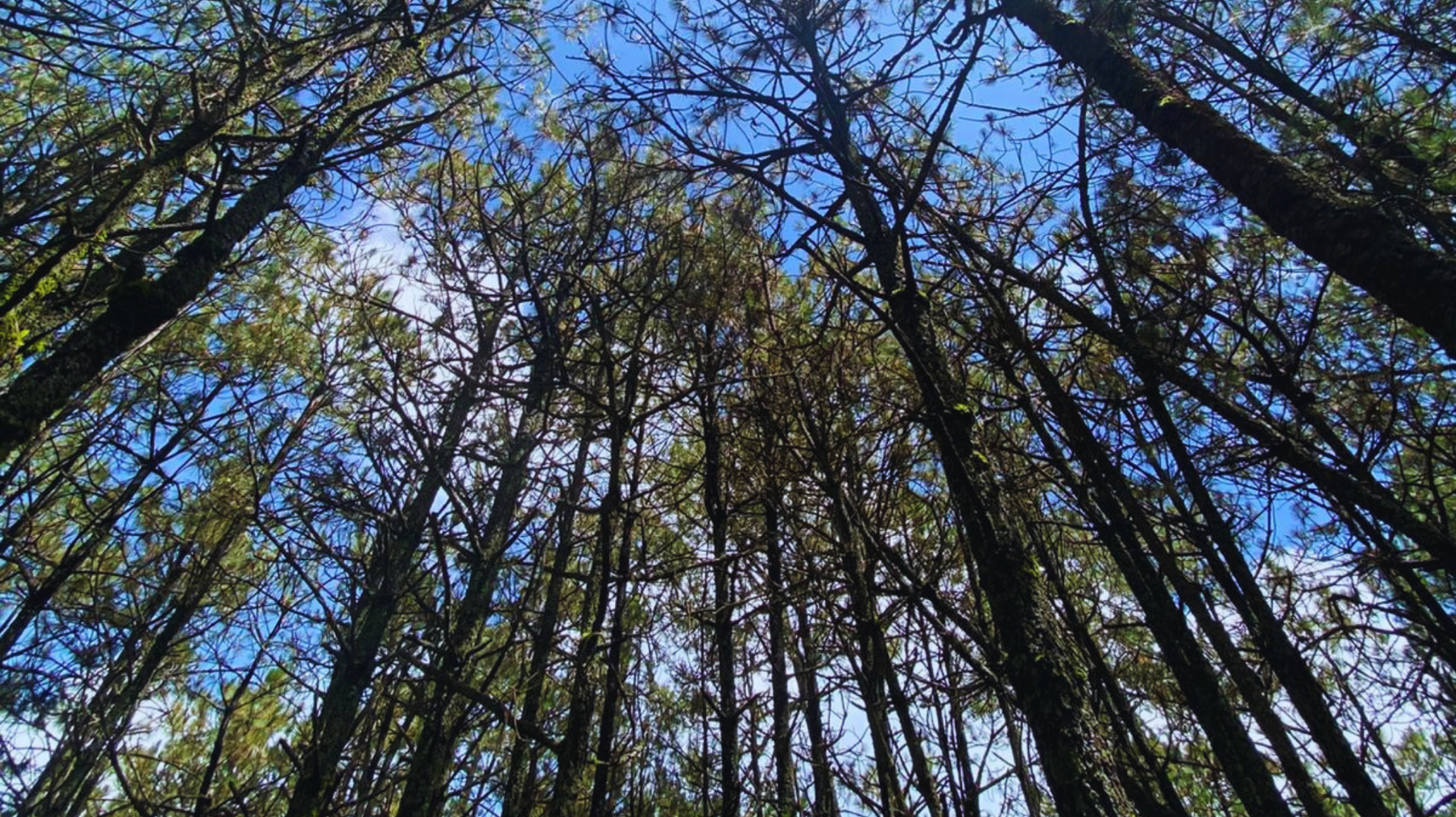 Al mirar hacia arriba, se ven árboles altos con ramas desnudas y el cielo azul visible a través de la copa.