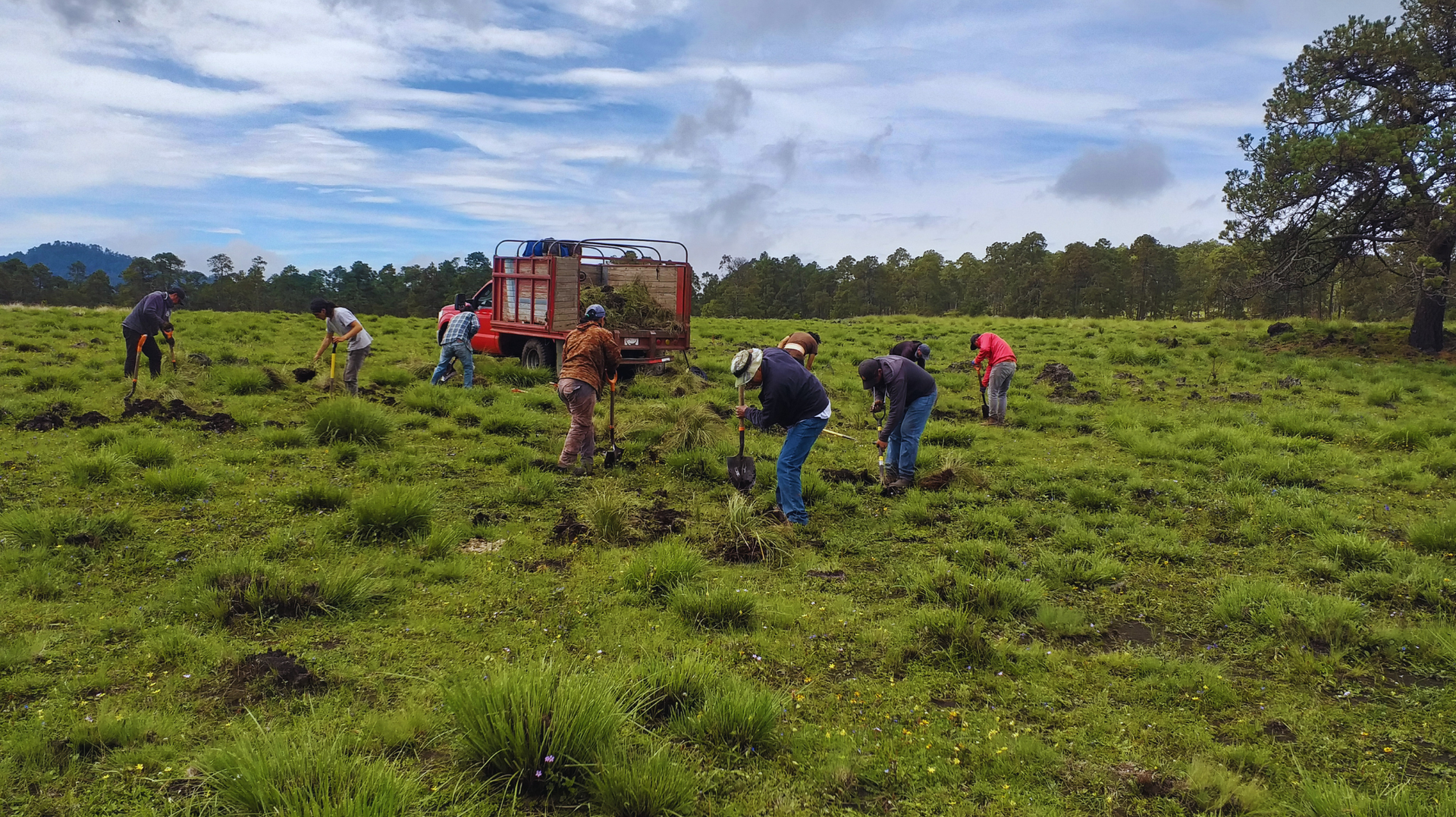 Gente cosechando cultivos en un campo verde con un pequeño tractor bajo un cielo nublado.
