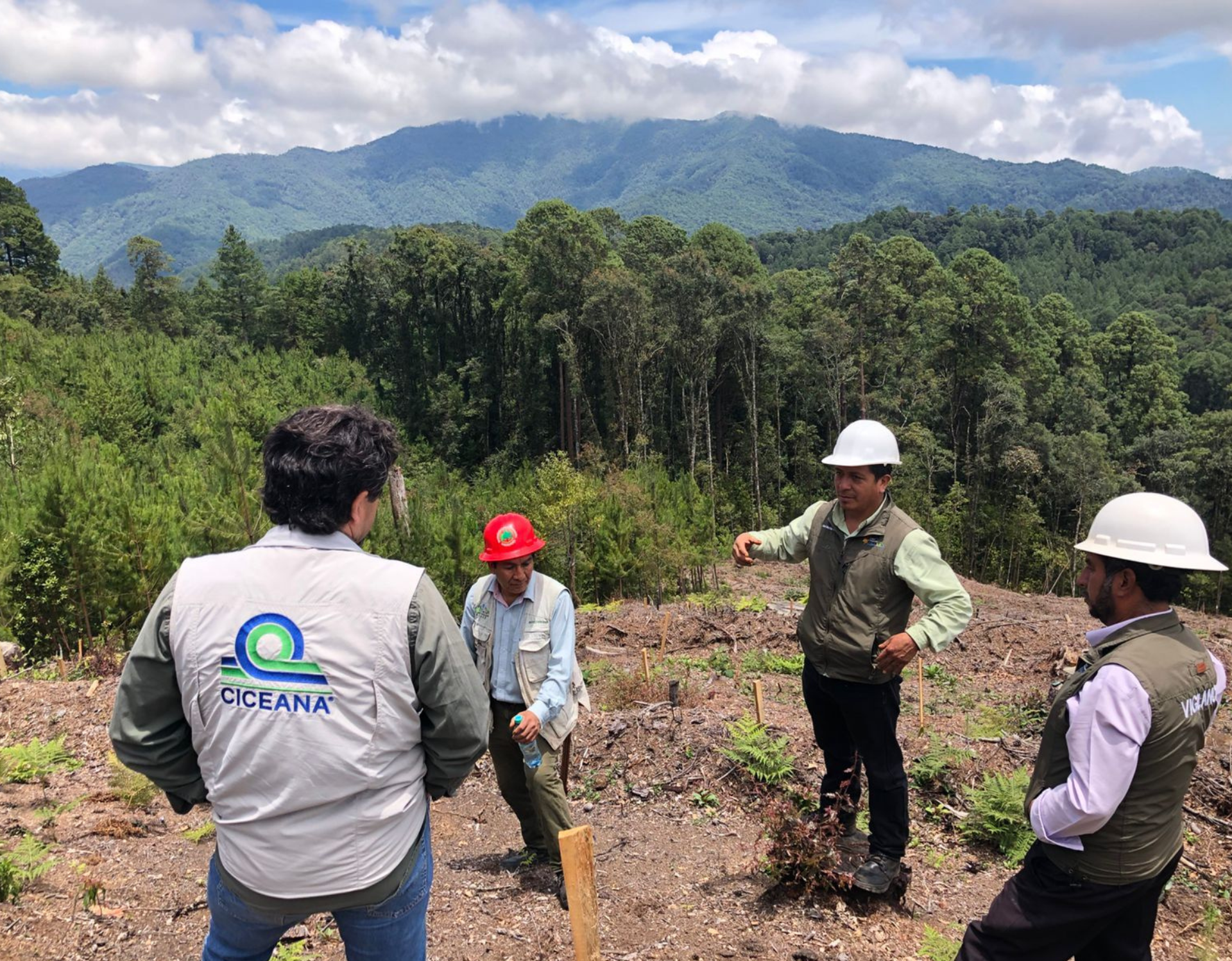 Cuatro personas con cascos inspeccionan una ladera despejada con bosque y montañas al fondo.