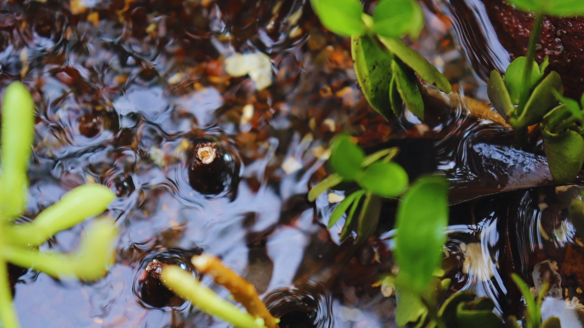 Pequeñas plantas verdes que crecen en agua turbia con hojas dispersas y reflejos.