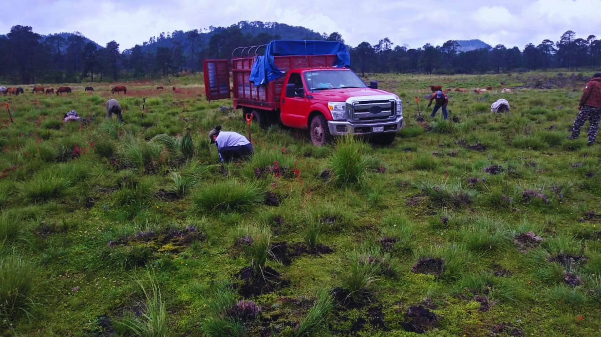 Camión rojo en un campo de hierba con varias personas trabajando a su alrededor bajo un cielo nublado.