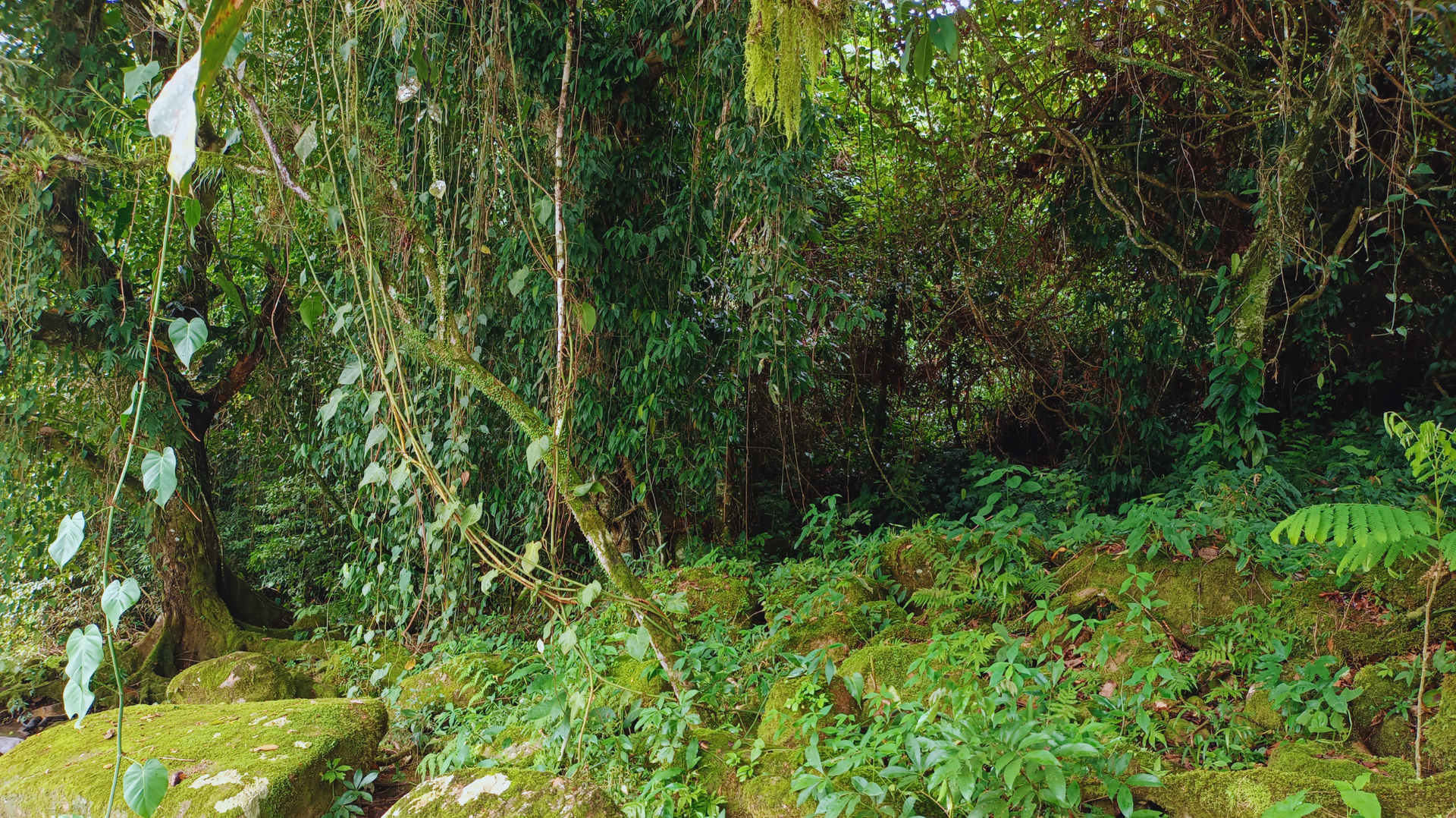 Un claro de bosque exuberante y verde con musgo denso, enredaderas y vegetación rastrera en una pendiente rocosa.