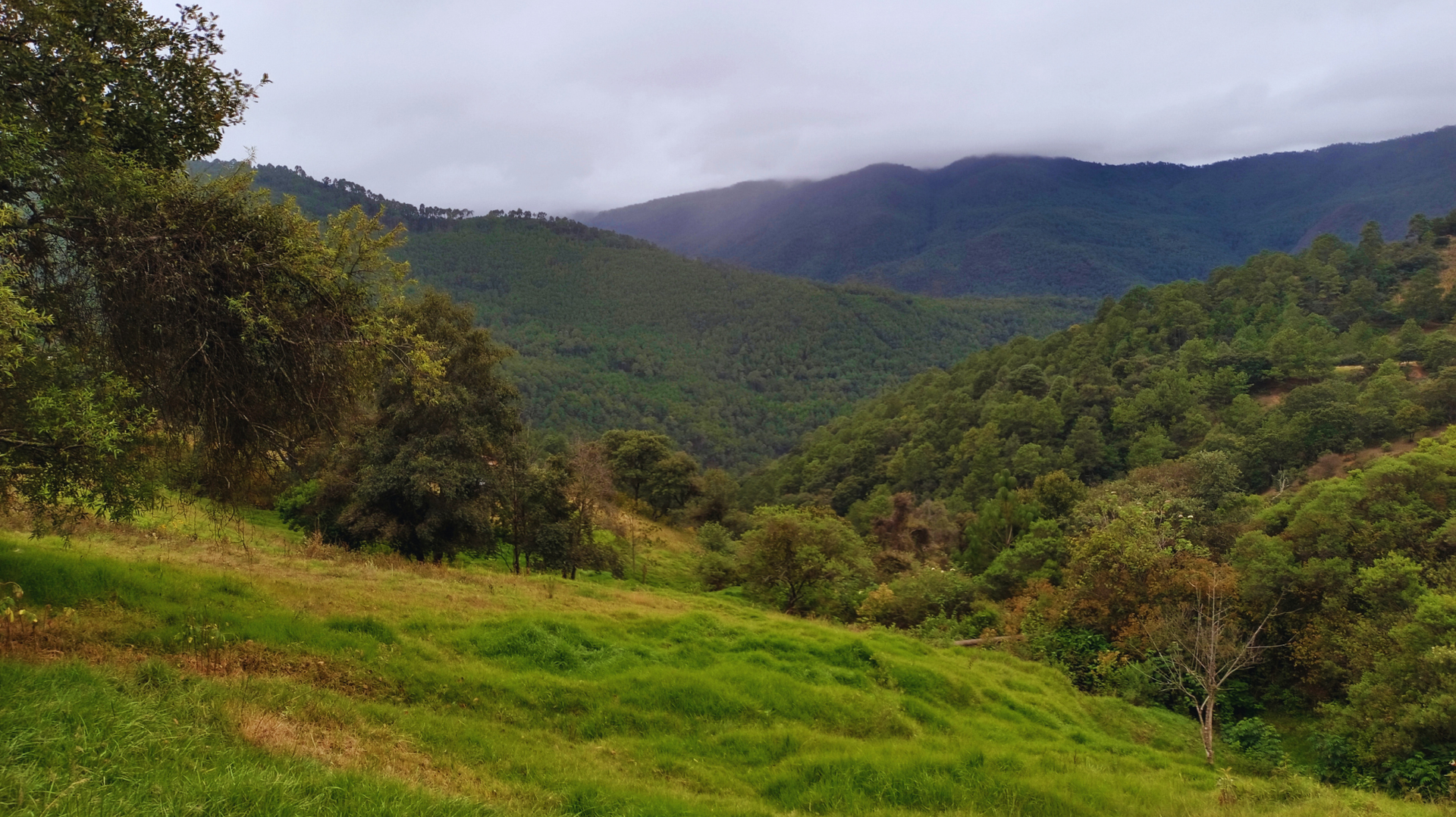 Ladera verde con vistas a montañas boscosas bajo un cielo nublado