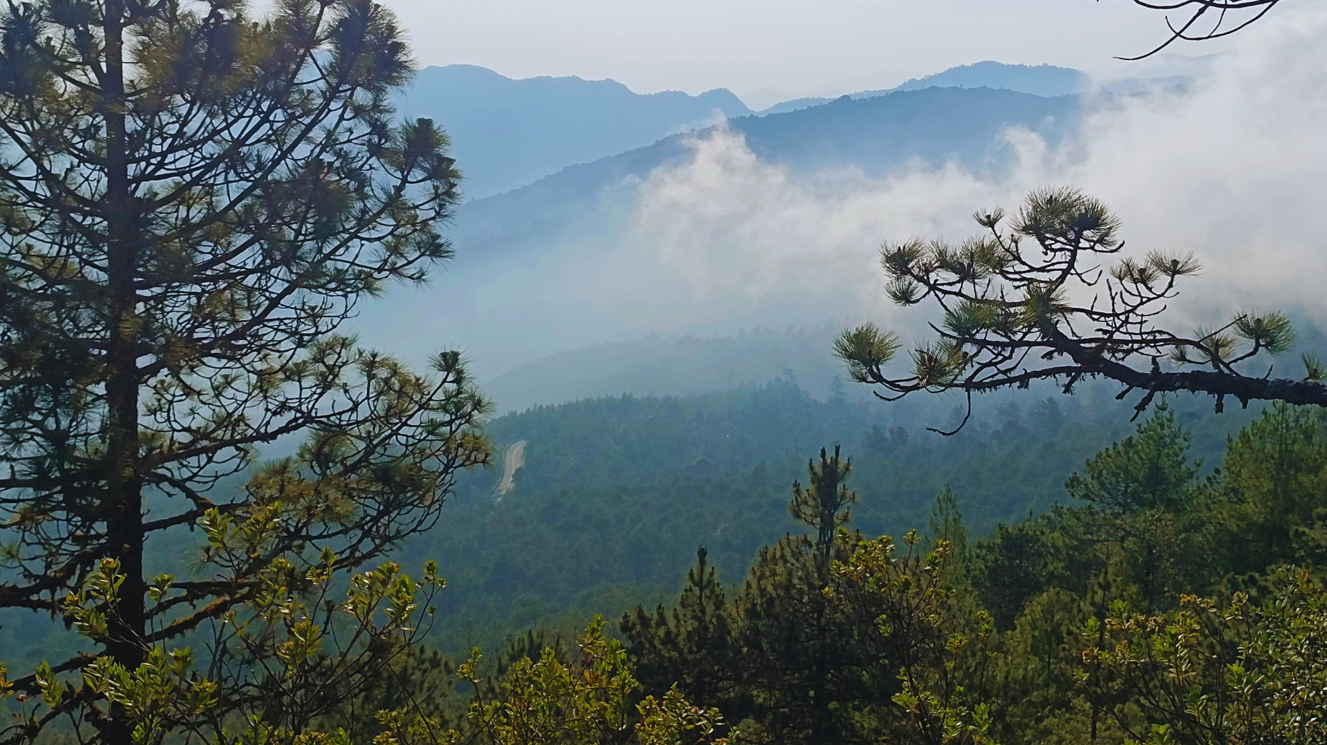 Paisaje montañoso brumoso con pinos y colinas azules en capas.