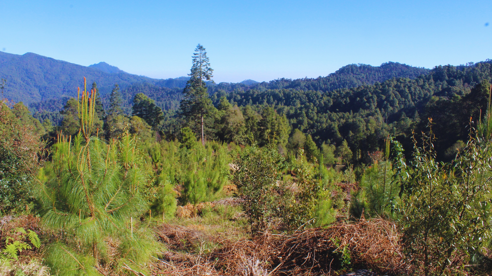 Paisaje montañoso soleado y boscoso con árboles verdes y de colores otoñales bajo un cielo azul claro.