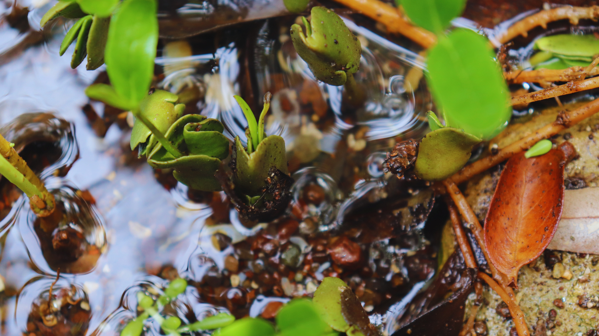Pequeñas plantas verdes y gotas de agua entre ramitas y hojas marrones en un entorno natural húmedo.
