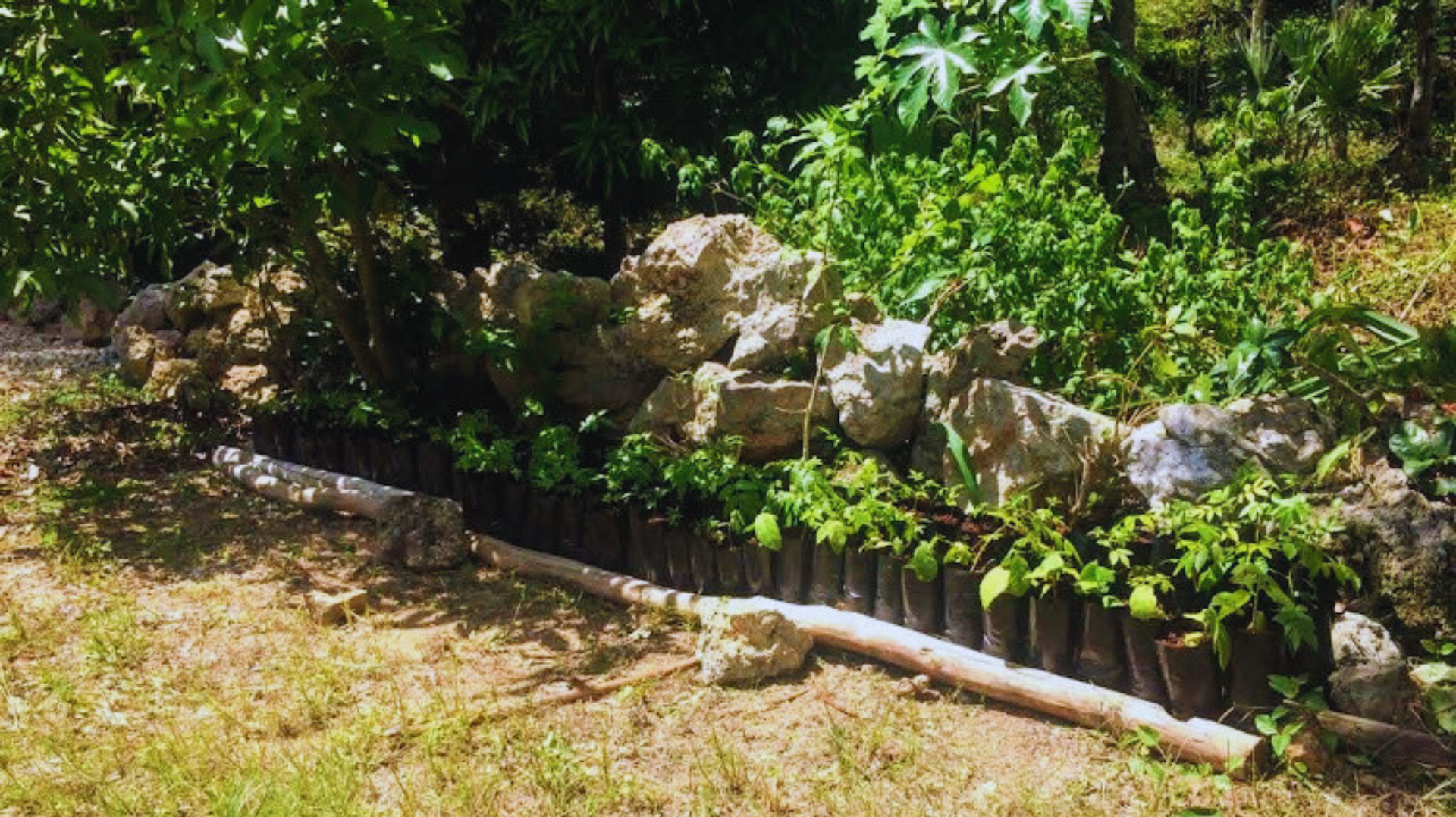 Parterre soleado con rocas, plantas verdes exuberantes y un borde de madera a lo largo de un sendero inclinado.