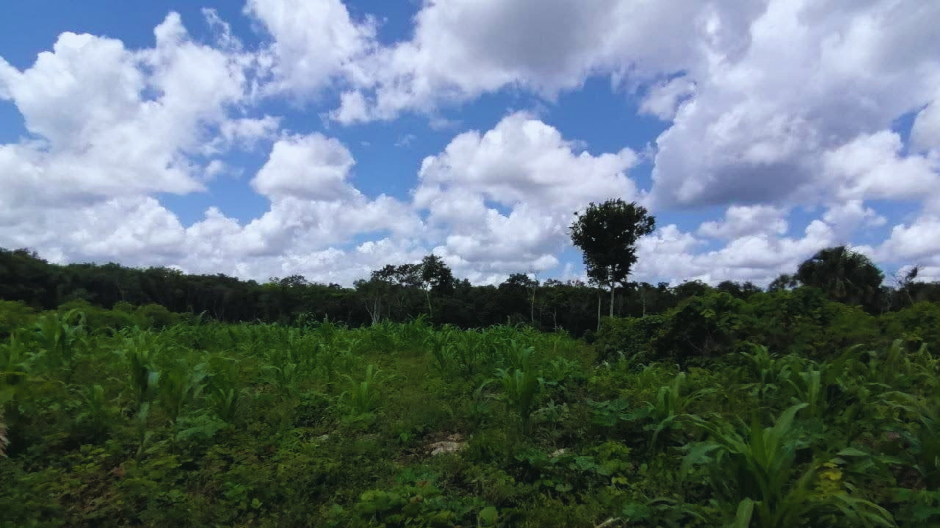 Un campo verde y frondoso bajo un cielo brillante con grandes nubes blancas y una hilera de árboles en la distancia.
