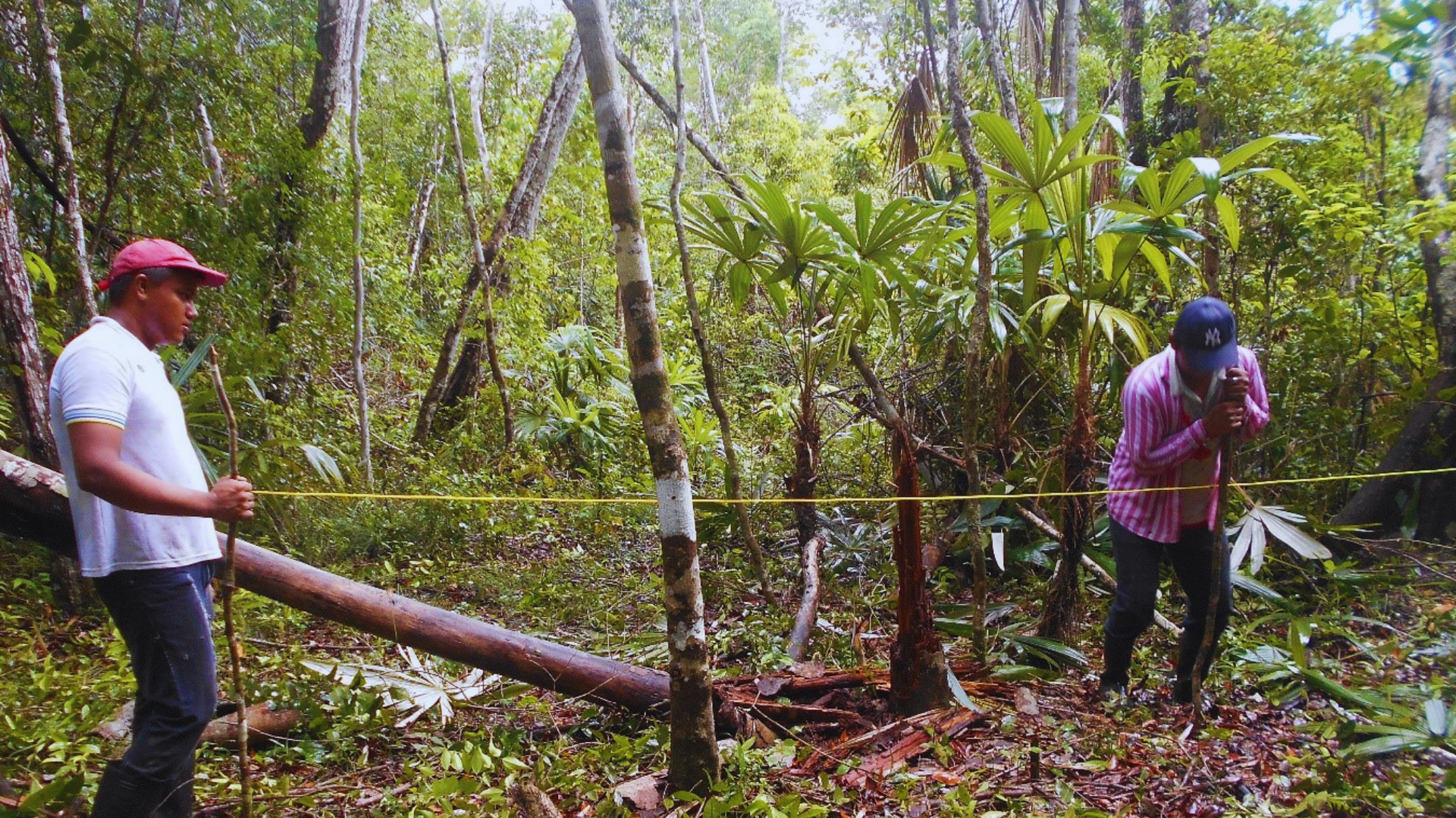 Dos personas en un bosque manipulando un tronco largo cerca de una cuerda que sujeta los árboles.