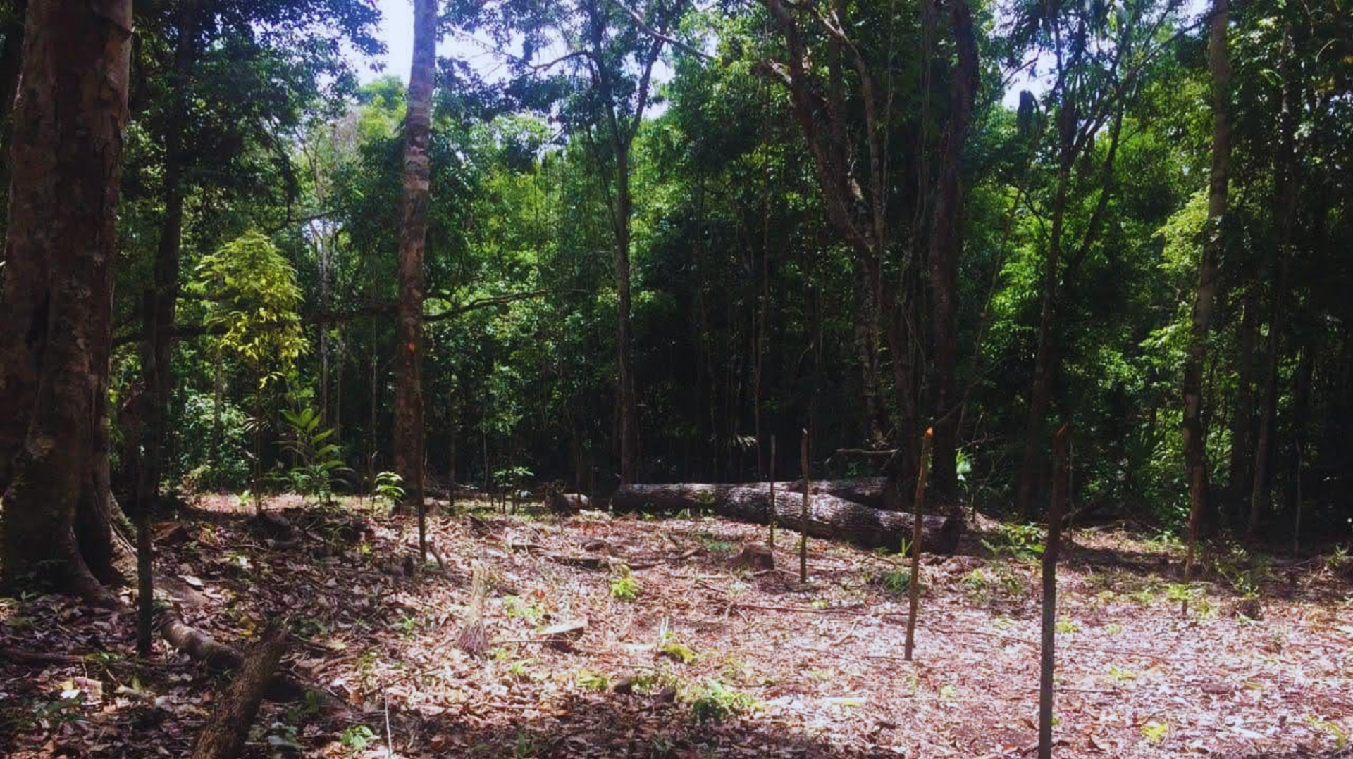 Bosque denso con árboles altos, dosel verde y un claro de tierra bañado por el sol.