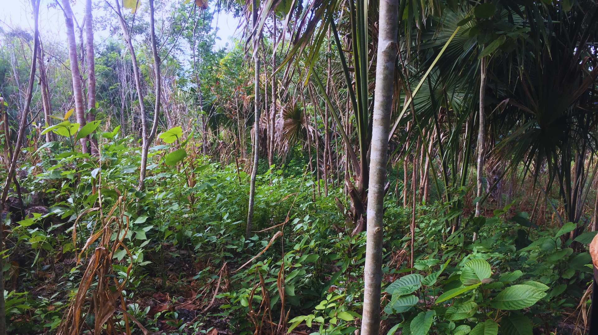 Bosque tropical denso y verde con árboles altos y delgados y sotobosque exuberante.