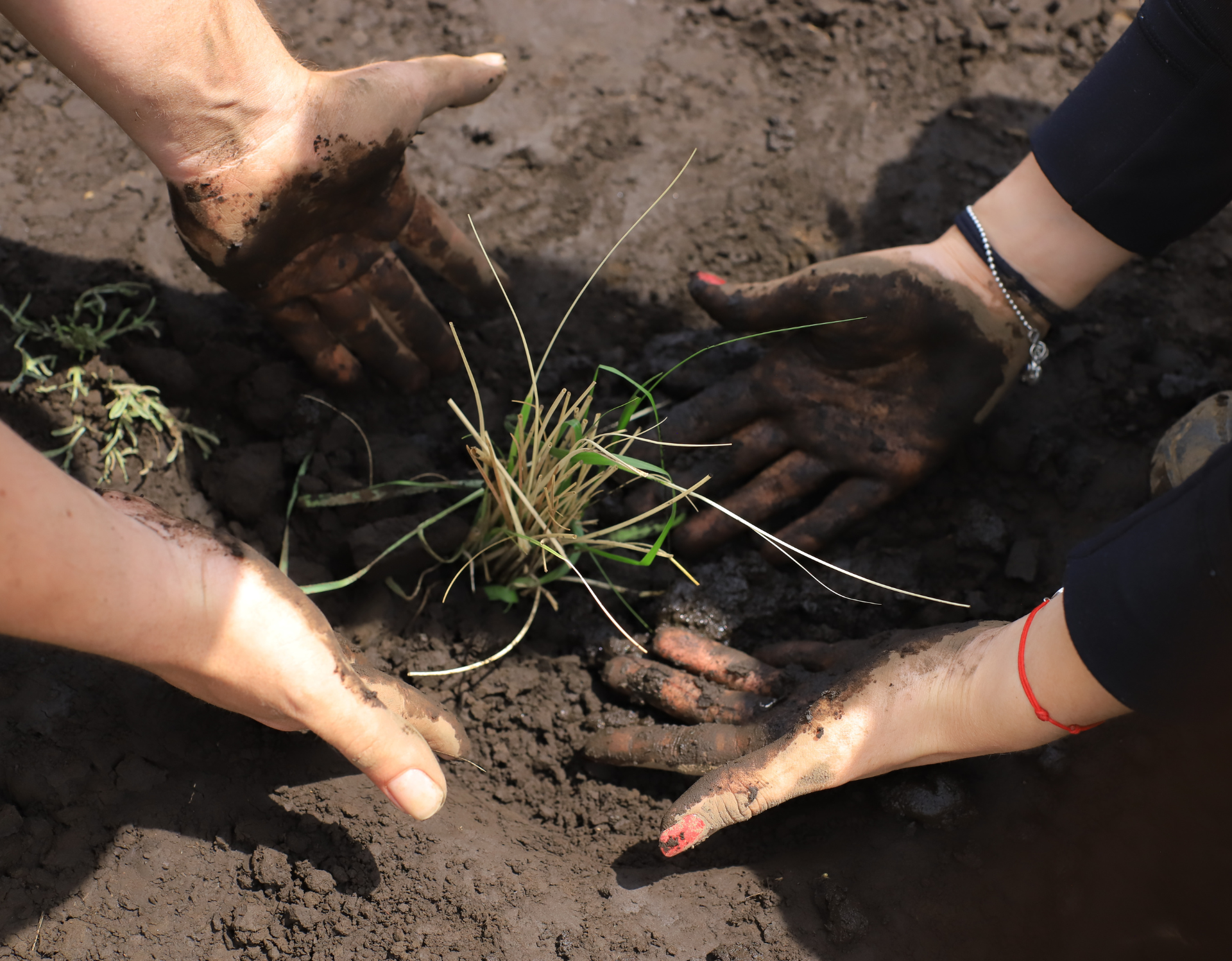 Manos plantando una pequeña plántula verde en tierra oscura al aire libre.
