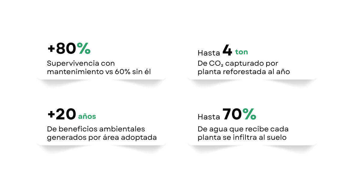 Infografía blanca con cuatro estadísticas verdes: +80%, +4, +20 y +70% con pequeños subtítulos.