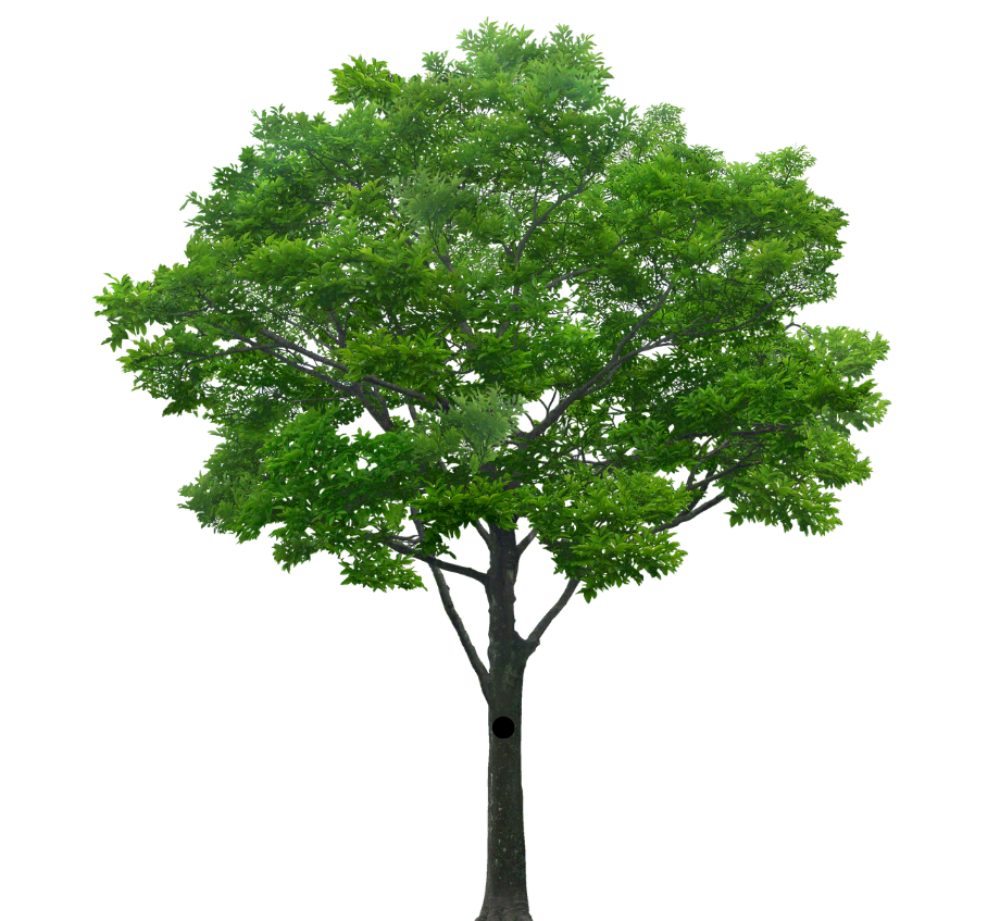 Un árbol frondoso de color verde con un tronco oscuro aislado sobre un fondo blanco.