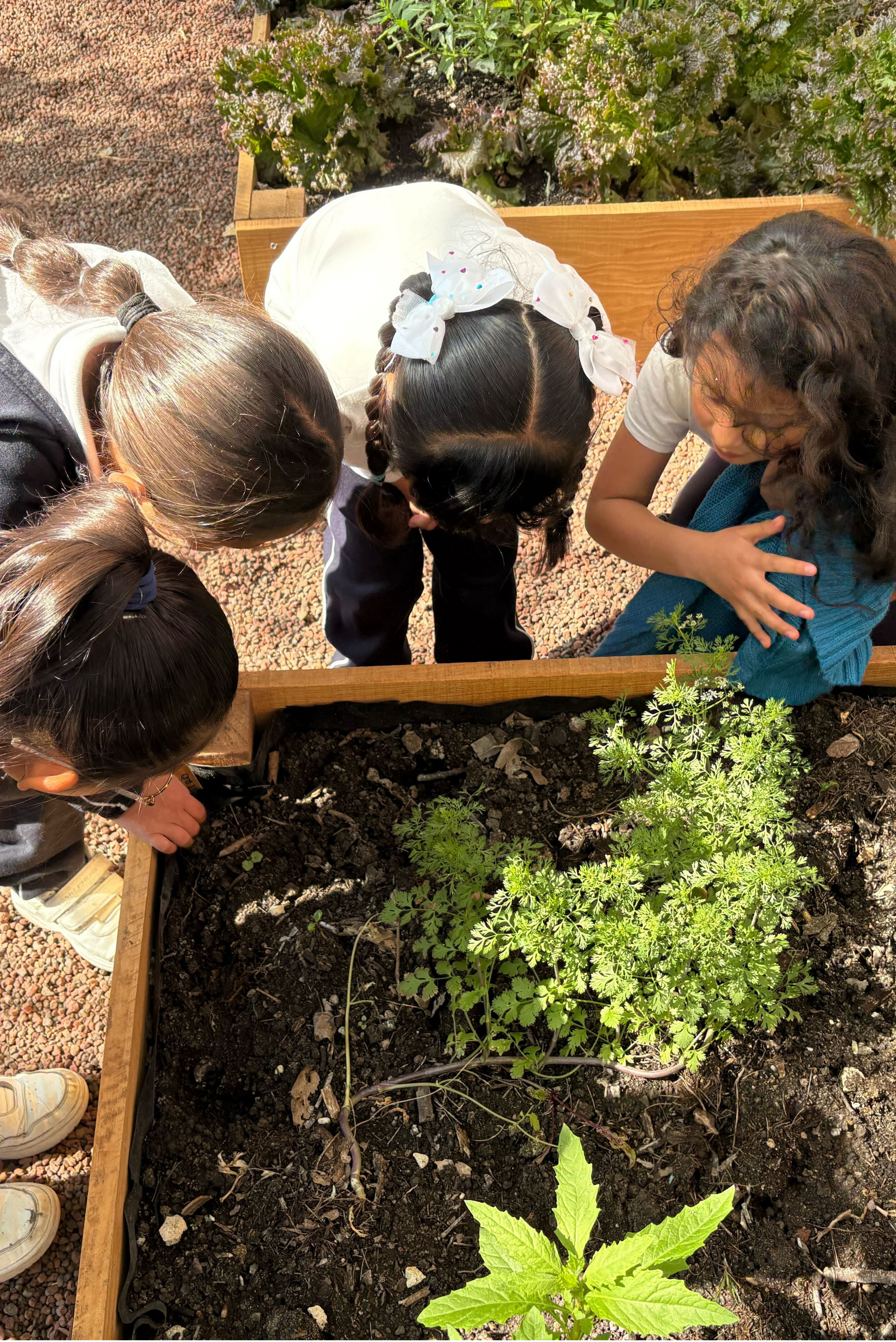 Niños observando un parterre, reunidos alrededor de plantas y tierra oscura al aire libre.