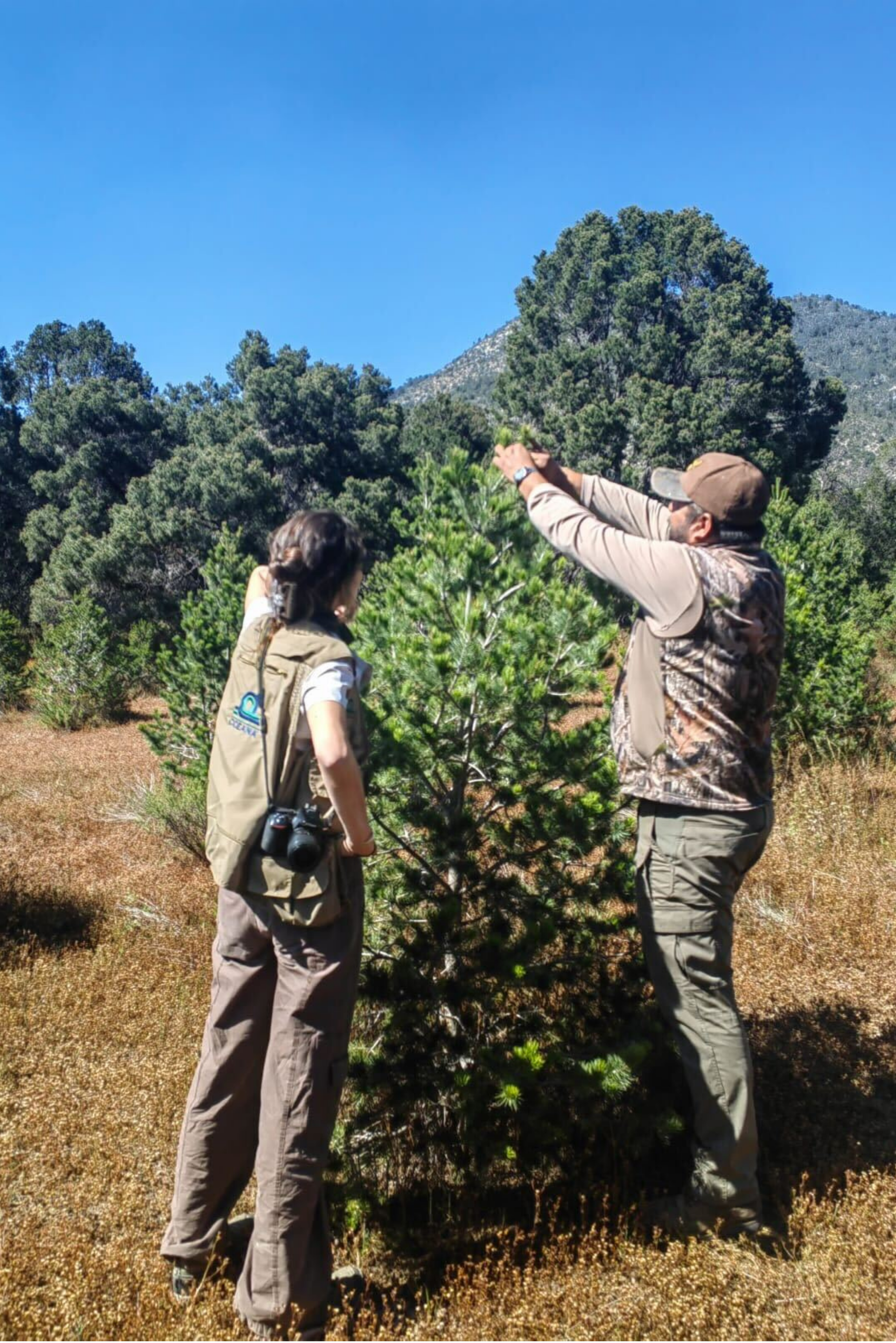 Dos personas al aire libre inspeccionando un arbusto