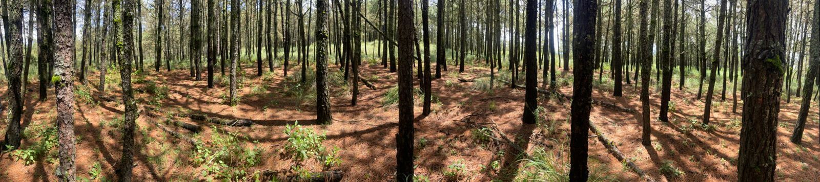 Bosque soleado de altos troncos carbonizados con sotobosque verde y ramas caídas.
