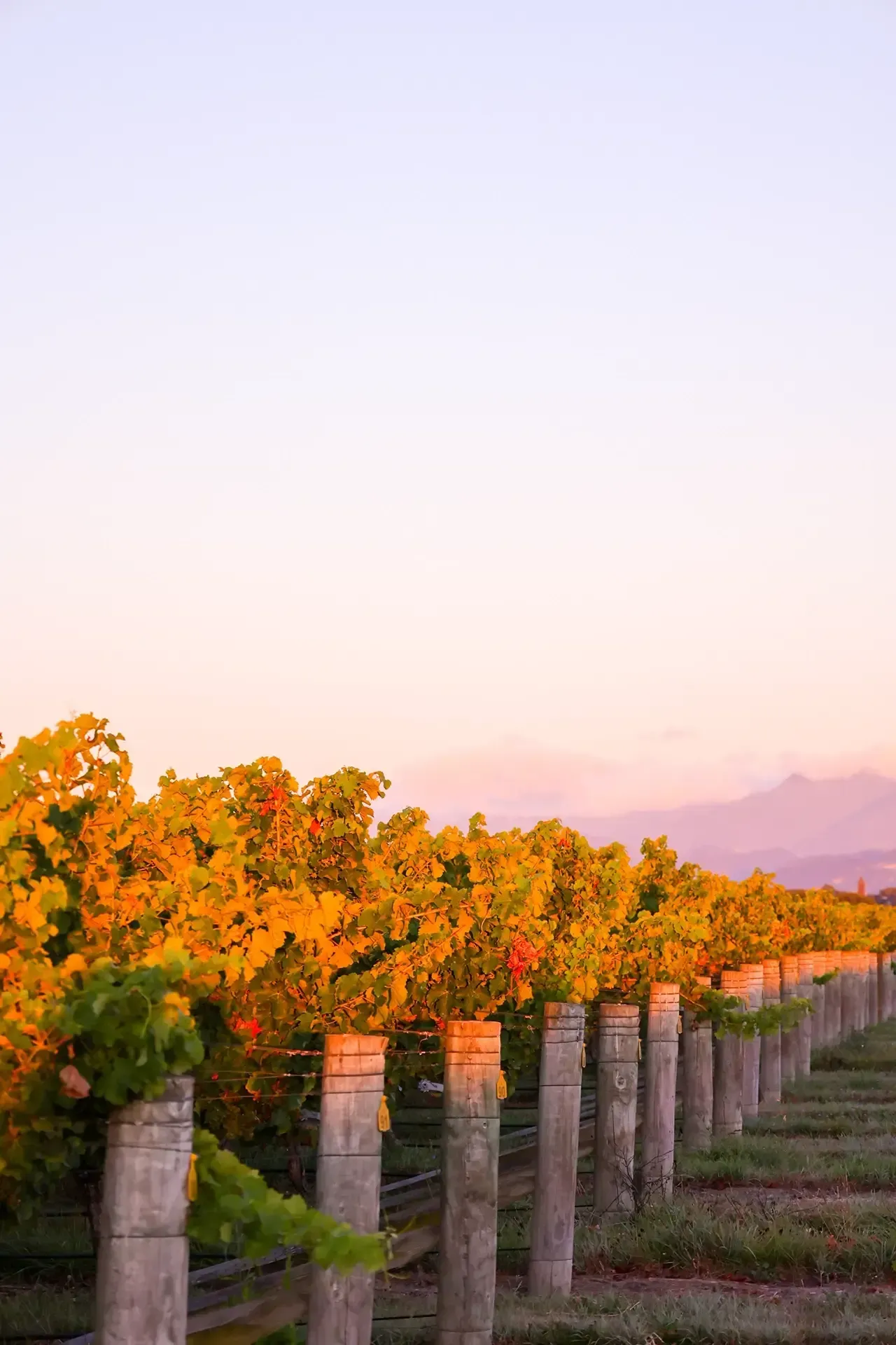 wholesale Marlborough sauvignon blanc - Wholesale Wine