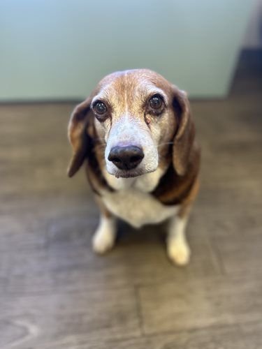 Dogtor Bill- Chief Puppy Officer