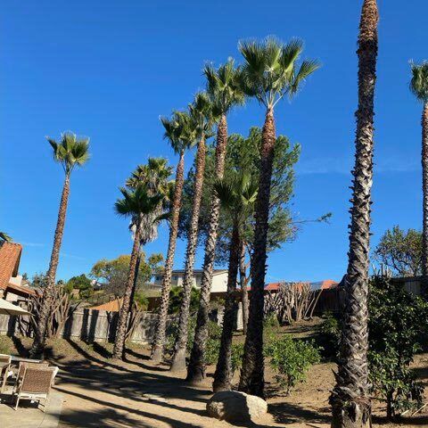 Sunny walkway lined with tall palm trees beside low buildings under a clear blue sky